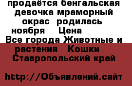 продаётся бенгальская девочка(мраморный окрас).родилась 5ноября, › Цена ­ 8 000 - Все города Животные и растения » Кошки   . Ставропольский край